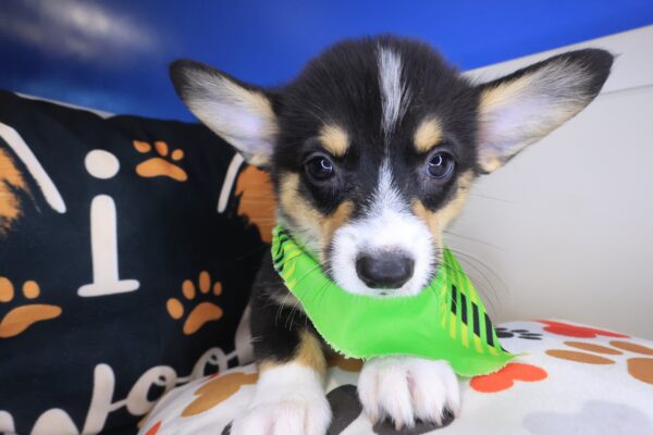 Augustus Pembroke Welsh Corgi 01