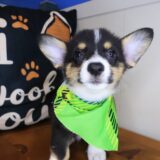 Augustus Pembroke Welsh Corgi 03