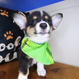 Augustus Pembroke Welsh Corgi 04