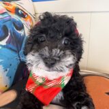 Aviva Poodle 01