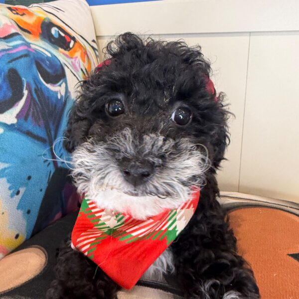 Aviva Poodle 01