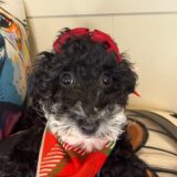 Aviva Poodle 02