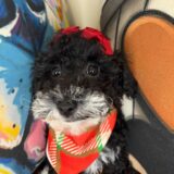 Aviva Poodle 03