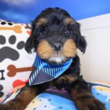 Babydoll Yorkiepoo 01