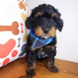 Babydoll Yorkiepoo 04