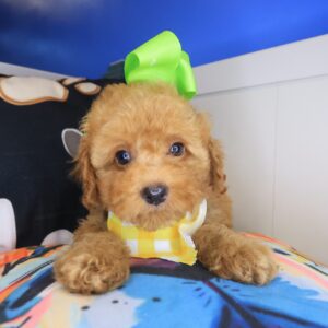 Bambi Poodle 01 Bambi Poodle 01