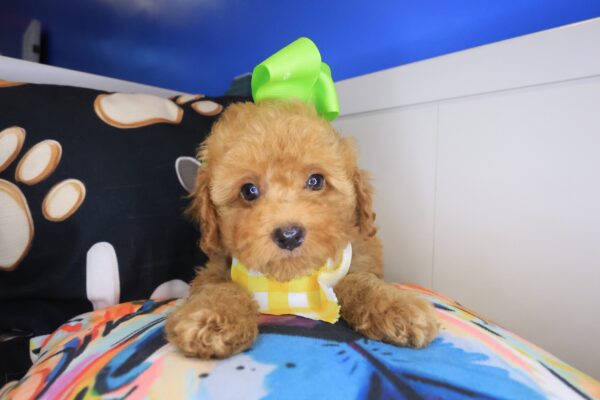 Bambi Poodle 01