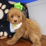 Bambi Poodle 03