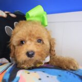 Bambi Poodle 04