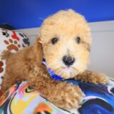 Barney Poodle 01
