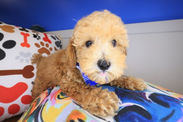 Barney Poodle 01