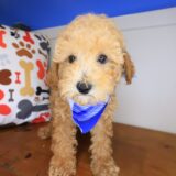 Barney Poodle 02