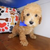 Barney Poodle 03