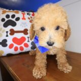 Barney Poodle 04