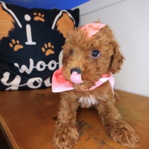 Baroness Poodle 01 Baroness Poodle 01