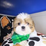 Barry Shih Tzu 01