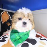 Barry Shih Tzu 02