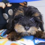 Beast Yorkiepoo 01