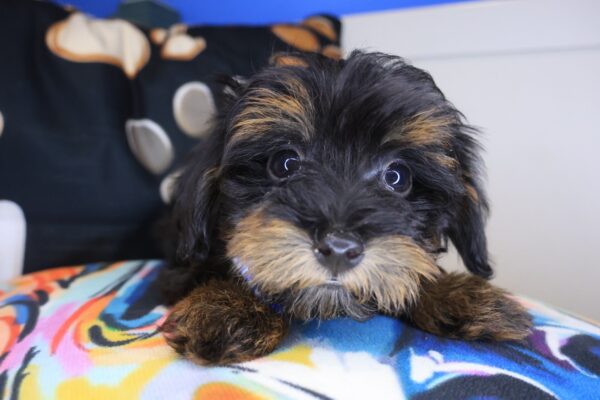 Beast Yorkiepoo 01