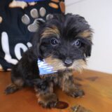 Beast Yorkiepoo 02
