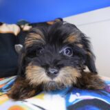 Beast Yorkiepoo 03