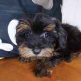 Beast Yorkiepoo 04