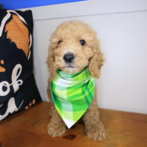Ben Cockapoo 01 Ben Cockapoo 01