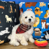 Bentley Bichapoo 02