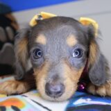 Billy Dachshund 01