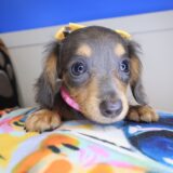 Billy Dachshund 02