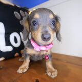 Billy Dachshund 03