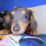 Billy Dachshund 04