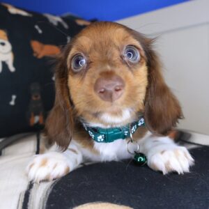 Bird Dachshund 01 Bird Dachshund 01