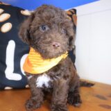 Bob Bichapoo 01