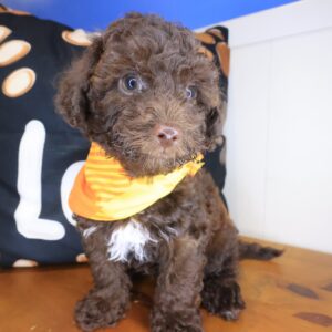 Bob Bichapoo 01 Bob Bichapoo 01