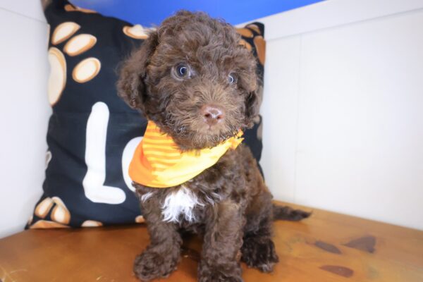 Bob Bichapoo 01