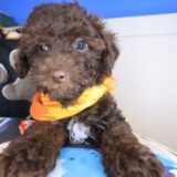 Bob Bichapoo 02