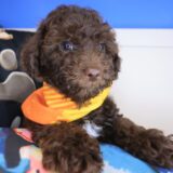 Bob Bichapoo 03