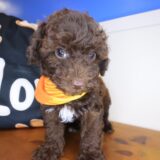 Bob Bichapoo 04