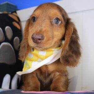 Bobbie Dachshund 01 Bobbie Dachshund 01