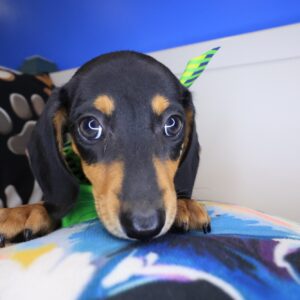 Bram Dachshund 01 Bram Dachshund 01