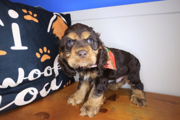 Bramble Cocker Spaniel 01