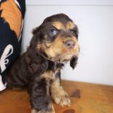 Bramble Cocker Spaniel 03