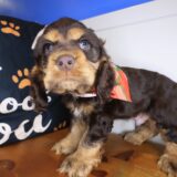 Bramble Cocker Spaniel 04