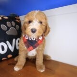 Bramble Poodle 01