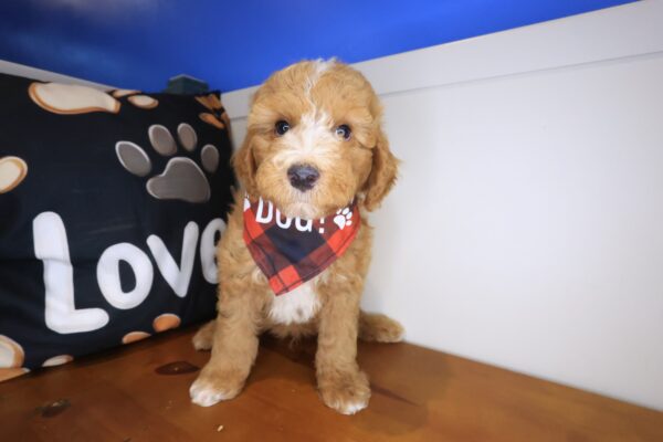 Bramble Poodle 01