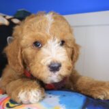 Bramble Poodle 02