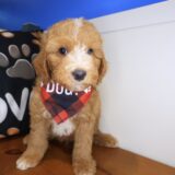 Bramble Poodle 03