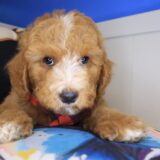 Bramble Poodle 04
