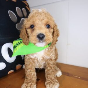 Brawler Cockapoo 01 Brawler Cockapoo 01